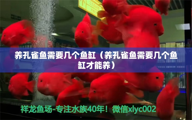 養(yǎng)孔雀魚需要幾個魚缸（養(yǎng)孔雀魚需要幾個魚缸才能養(yǎng)） 祥龍水族醫(yī)院