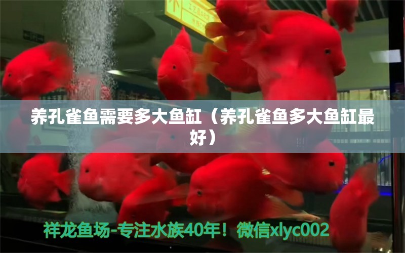 養(yǎng)孔雀魚需要多大魚缸（養(yǎng)孔雀魚多大魚缸最好）