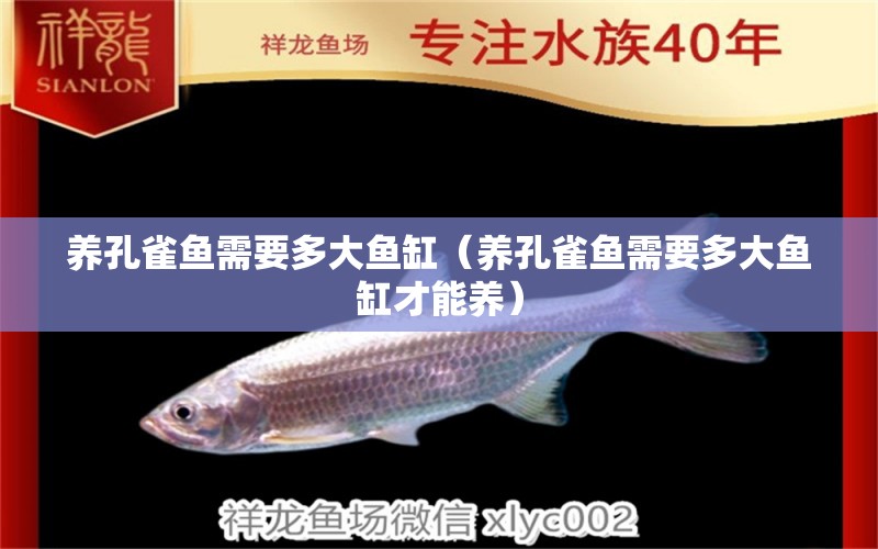 養(yǎng)孔雀魚需要多大魚缸（養(yǎng)孔雀魚需要多大魚缸才能養(yǎng)） 玫瑰銀版魚