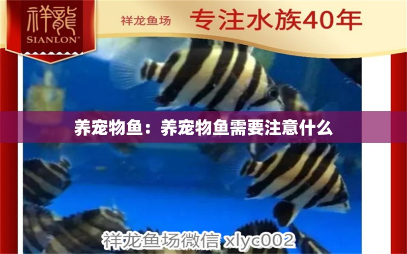 養(yǎng)寵物魚：養(yǎng)寵物魚需要注意什么