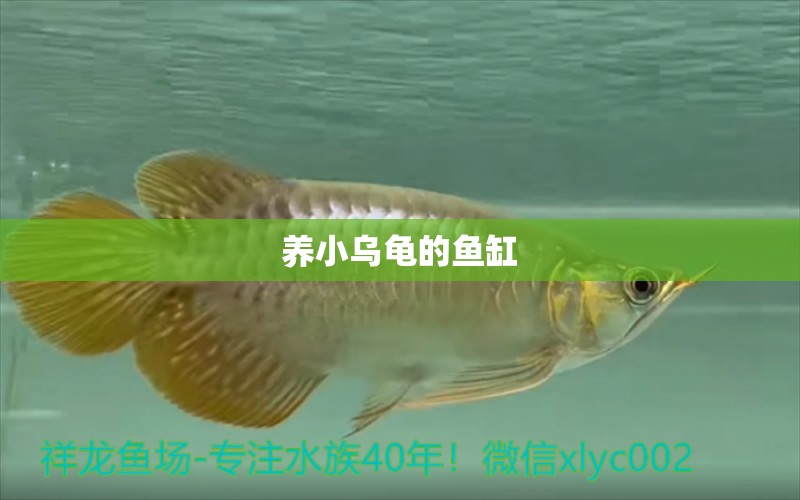 養(yǎng)小烏龜?shù)聂~缸 烏龜