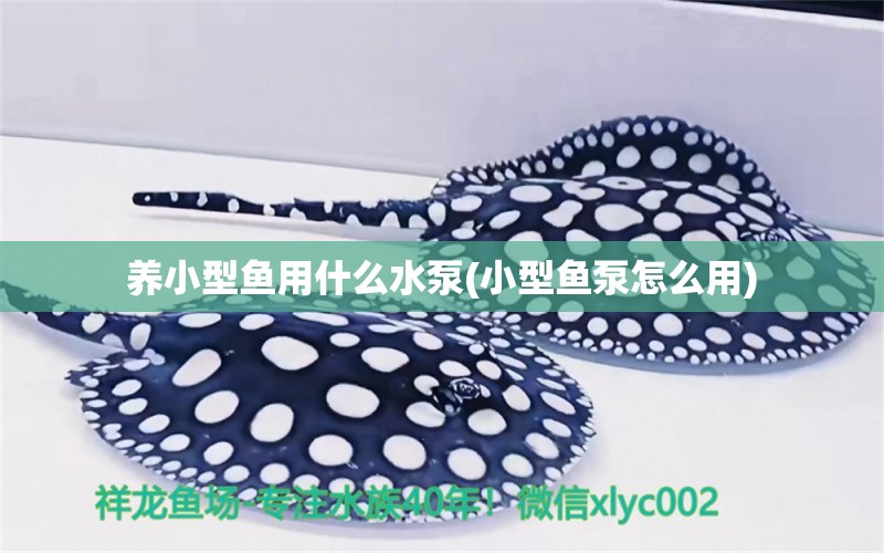 養(yǎng)小型魚(yú)用什么水泵(小型魚(yú)泵怎么用) 雙線側(cè)魚(yú)