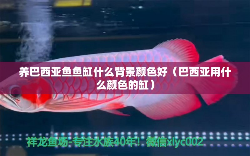 養(yǎng)巴西亞魚(yú)魚(yú)缸什么背景顏色好（巴西亞用什么顏色的缸）