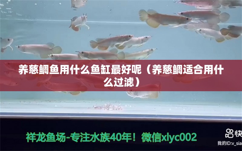 養(yǎng)慈鯛魚(yú)用什么魚(yú)缸最好呢（養(yǎng)慈鯛適合用什么過(guò)濾） 廣州觀賞魚(yú)批發(fā)市場(chǎng)