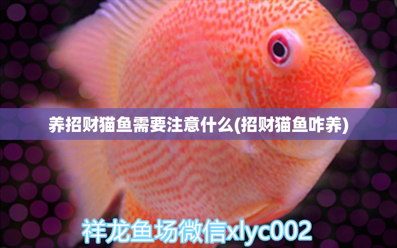 養(yǎng)招財貓魚需要注意什么(招財貓魚咋養(yǎng)) 鸚鵡魚