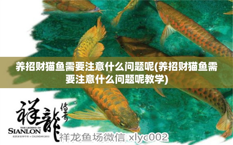 養(yǎng)招財(cái)貓魚(yú)需要注意什么問(wèn)題呢(養(yǎng)招財(cái)貓魚(yú)需要注意什么問(wèn)題呢教學(xué)) 過(guò)背金龍魚(yú)