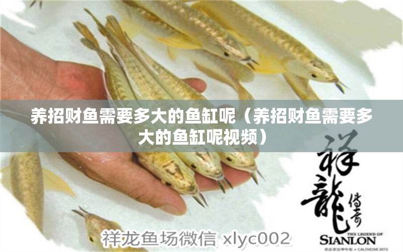 養(yǎng)招財(cái)魚需要多大的魚缸呢（養(yǎng)招財(cái)魚需要多大的魚缸呢視頻）