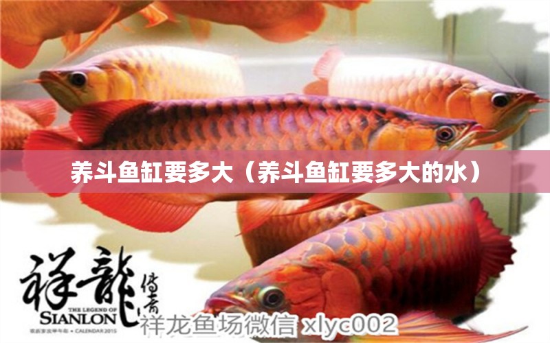 養(yǎng)斗魚缸要多大（養(yǎng)斗魚缸要多大的水） 魚缸百科