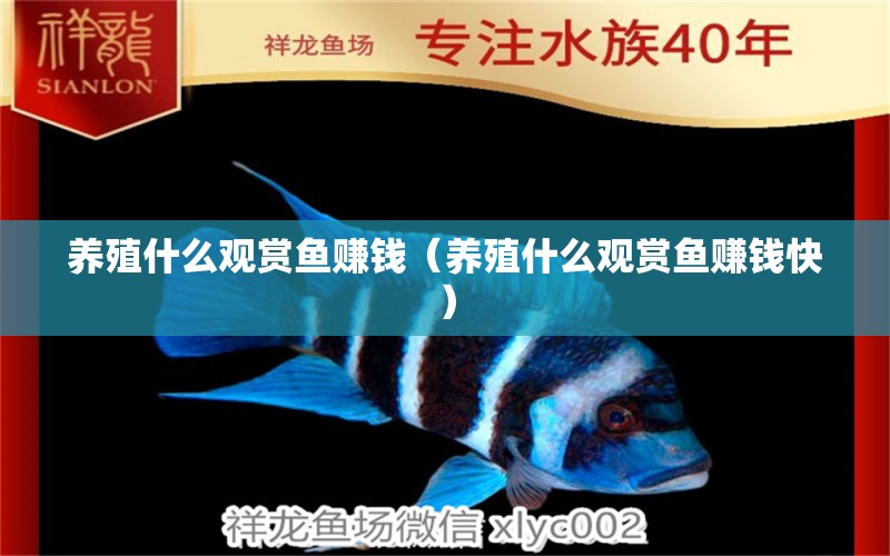 養(yǎng)殖什么觀賞魚賺錢（養(yǎng)殖什么觀賞魚賺錢快）