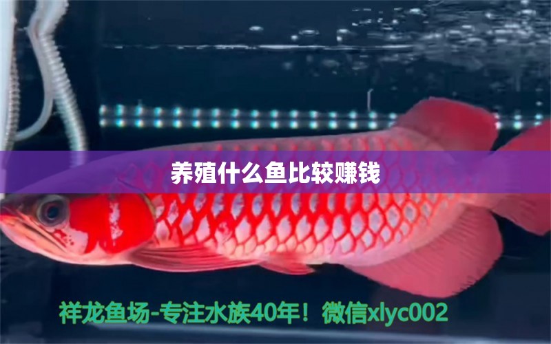 養(yǎng)殖什么魚比較賺錢 羅漢魚批發(fā)