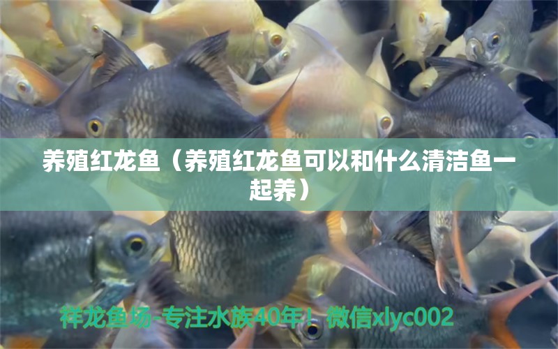 養(yǎng)殖紅龍魚（養(yǎng)殖紅龍魚可以和什么清潔魚一起養(yǎng)）