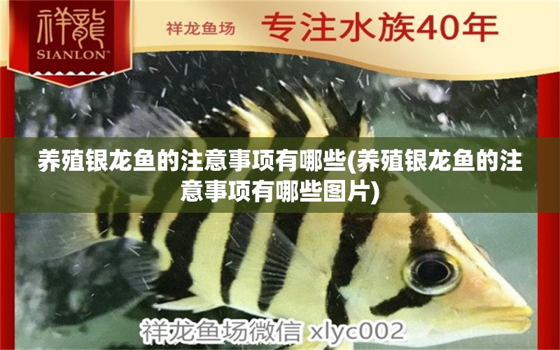 養(yǎng)殖銀龍魚的注意事項有哪些(養(yǎng)殖銀龍魚的注意事項有哪些圖片) 銀龍魚