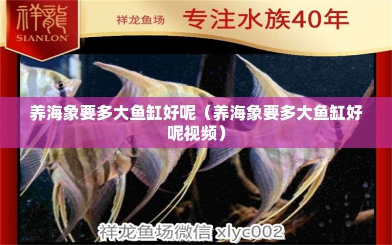 養(yǎng)海象要多大魚缸好呢（養(yǎng)海象要多大魚缸好呢視頻）