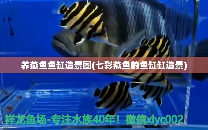 養(yǎng)燕魚魚缸造景圖(七彩燕魚的魚缸缸造景) 巴卡雷龍魚