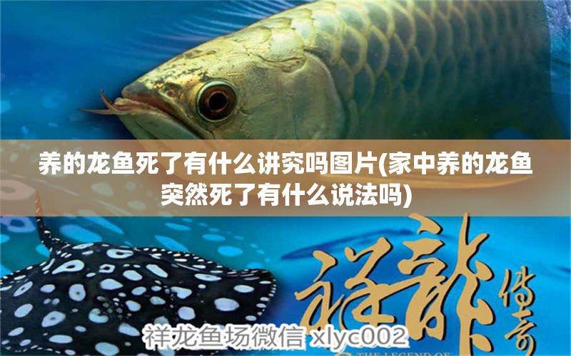 養(yǎng)的龍魚(yú)死了有什么講究嗎圖片(家中養(yǎng)的龍魚(yú)突然死了有什么說(shuō)法嗎) 泰龐海蓮魚(yú)