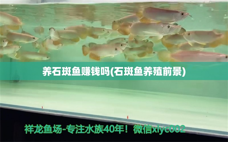 養(yǎng)石斑魚賺錢嗎(石斑魚養(yǎng)殖前景) 祥龍龍魚魚糧