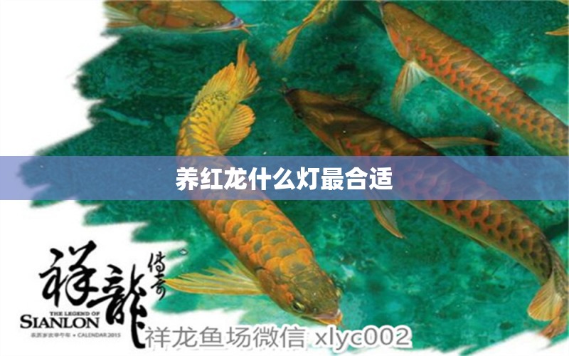 養(yǎng)紅龍什么燈最合適 龍魚批發(fā)