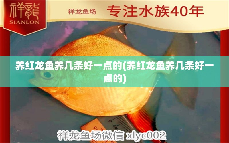 養(yǎng)紅龍魚養(yǎng)幾條好一點的(養(yǎng)紅龍魚養(yǎng)幾條好一點的) 魚缸水質(zhì)穩(wěn)定劑