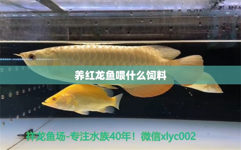 養(yǎng)紅龍魚喂什么飼料