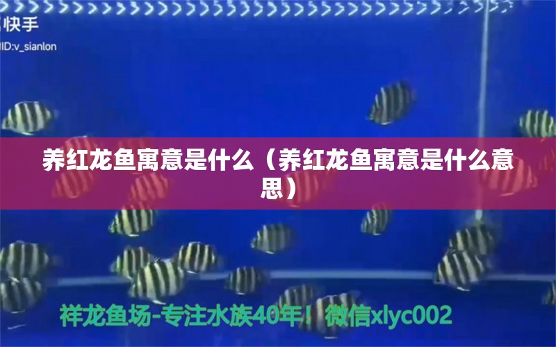 養(yǎng)紅龍魚寓意是什么（養(yǎng)紅龍魚寓意是什么意思） 印尼紅龍魚