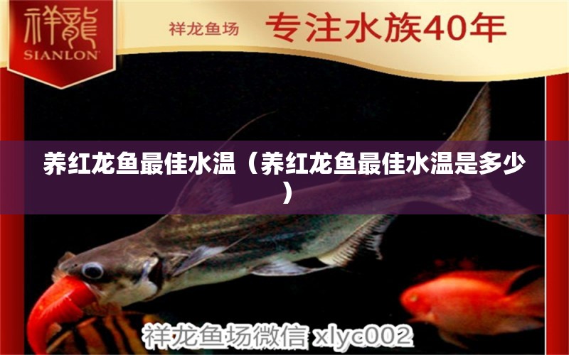 養(yǎng)紅龍魚最佳水溫（養(yǎng)紅龍魚最佳水溫是多少） 印尼紅龍魚