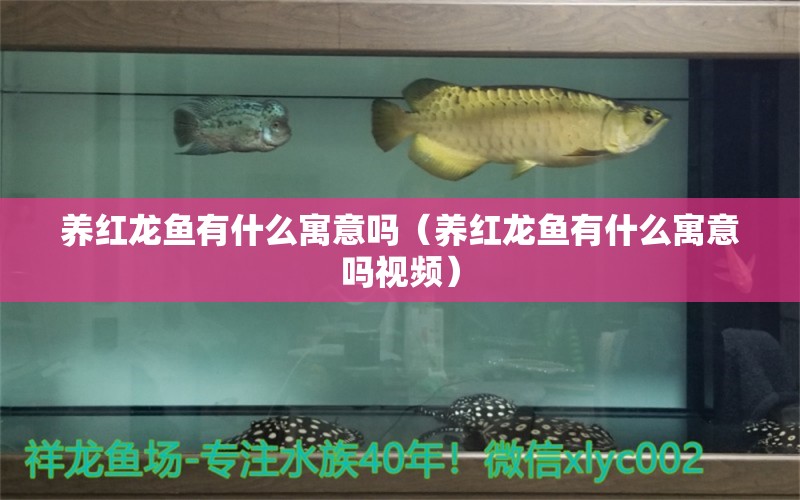 養(yǎng)紅龍魚有什么寓意嗎（養(yǎng)紅龍魚有什么寓意嗎視頻）