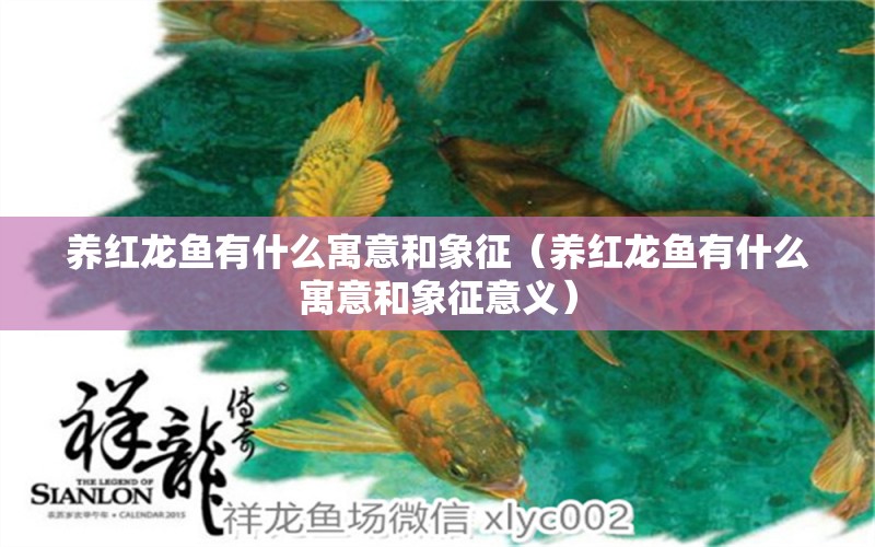 養(yǎng)紅龍魚有什么寓意和象征（養(yǎng)紅龍魚有什么寓意和象征意義） 龍魚百科