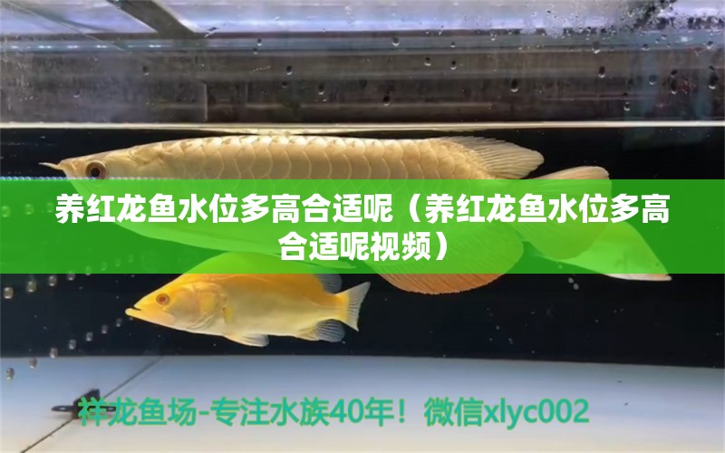 養(yǎng)紅龍魚水位多高合適呢（養(yǎng)紅龍魚水位多高合適呢視頻）