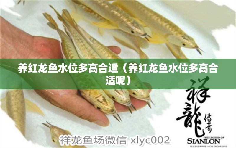 養(yǎng)紅龍魚水位多高合適（養(yǎng)紅龍魚水位多高合適呢）