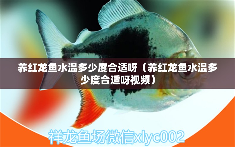 養(yǎng)紅龍魚(yú)水溫多少度合適呀（養(yǎng)紅龍魚(yú)水溫多少度合適呀視頻）