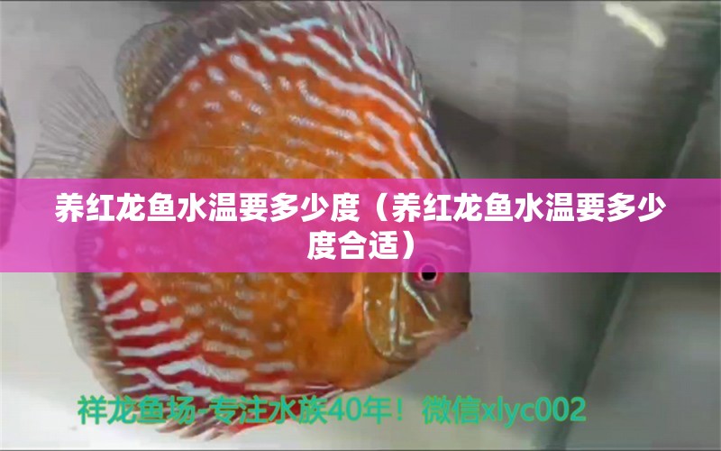 養(yǎng)紅龍魚(yú)水溫要多少度（養(yǎng)紅龍魚(yú)水溫要多少度合適） 印尼紅龍魚(yú)