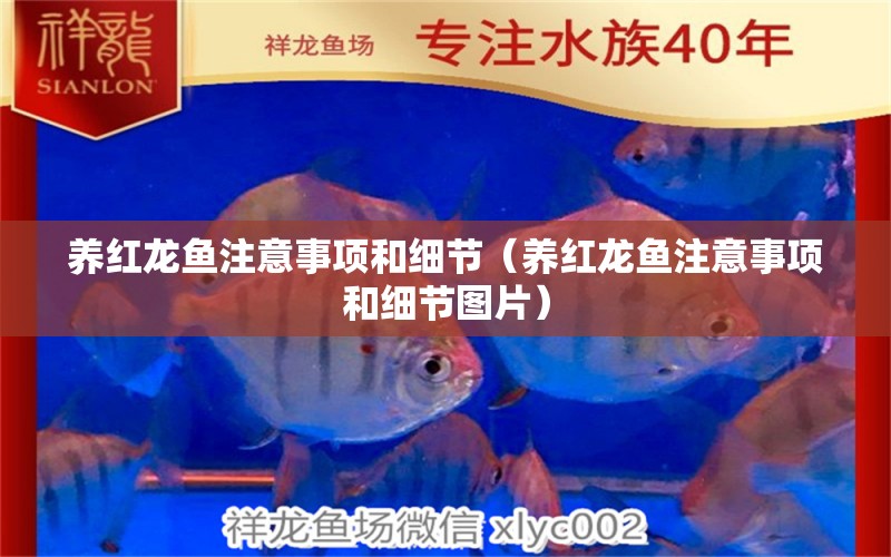 養(yǎng)紅龍魚注意事項(xiàng)和細(xì)節(jié)（養(yǎng)紅龍魚注意事項(xiàng)和細(xì)節(jié)圖片） 玫瑰銀版魚