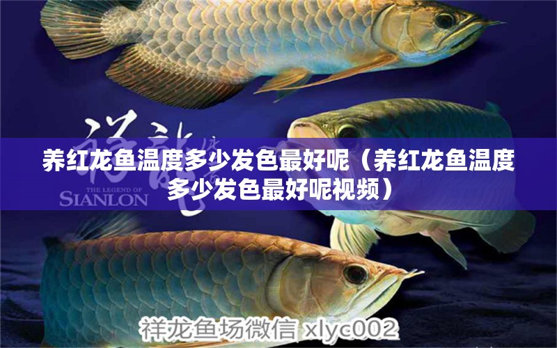 養(yǎng)紅龍魚溫度多少發(fā)色最好呢（養(yǎng)紅龍魚溫度多少發(fā)色最好呢視頻）