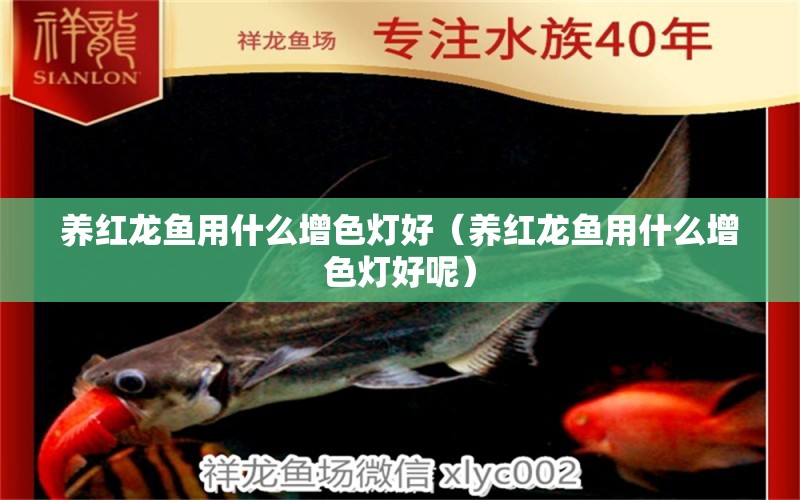 養(yǎng)紅龍魚用什么增色燈好（養(yǎng)紅龍魚用什么增色燈好呢）