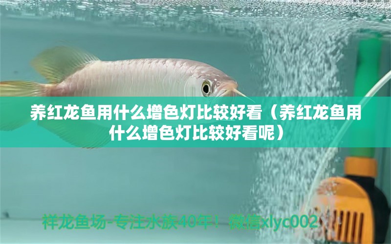 養(yǎng)紅龍魚用什么增色燈比較好看（養(yǎng)紅龍魚用什么增色燈比較好看呢）