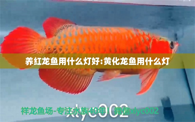 養(yǎng)紅龍魚用什么燈好:黃化龍魚用什么燈