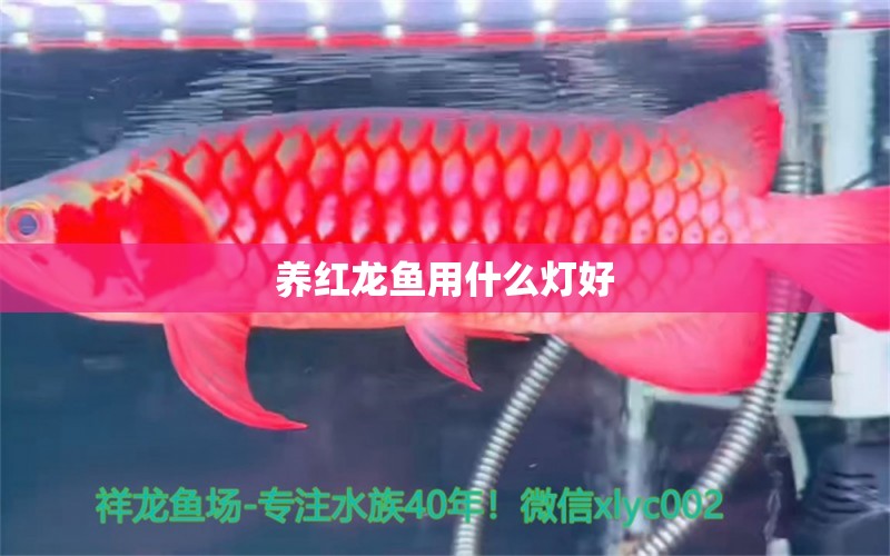 養(yǎng)紅龍魚用什么燈好