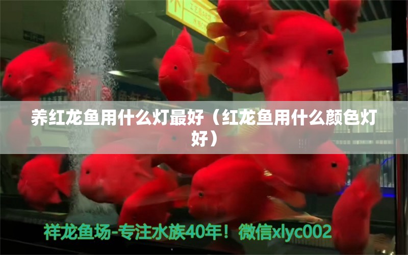 養(yǎng)紅龍魚用什么燈最好（紅龍魚用什么顏色燈好）