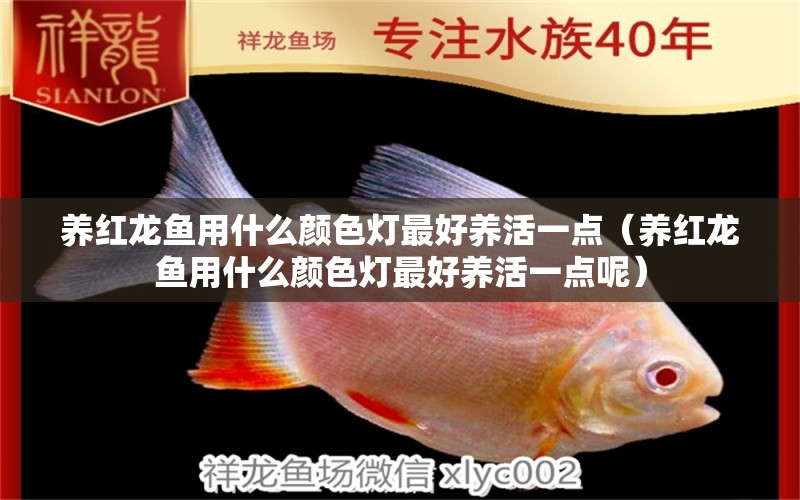 養(yǎng)紅龍魚用什么顏色燈最好養(yǎng)活一點(diǎn)（養(yǎng)紅龍魚用什么顏色燈最好養(yǎng)活一點(diǎn)呢）