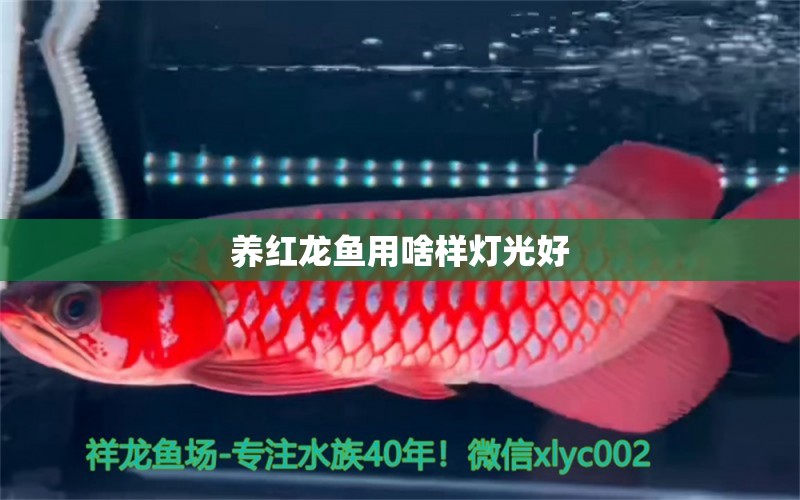 養(yǎng)紅龍魚用啥樣燈光好 龍魚批發(fā)