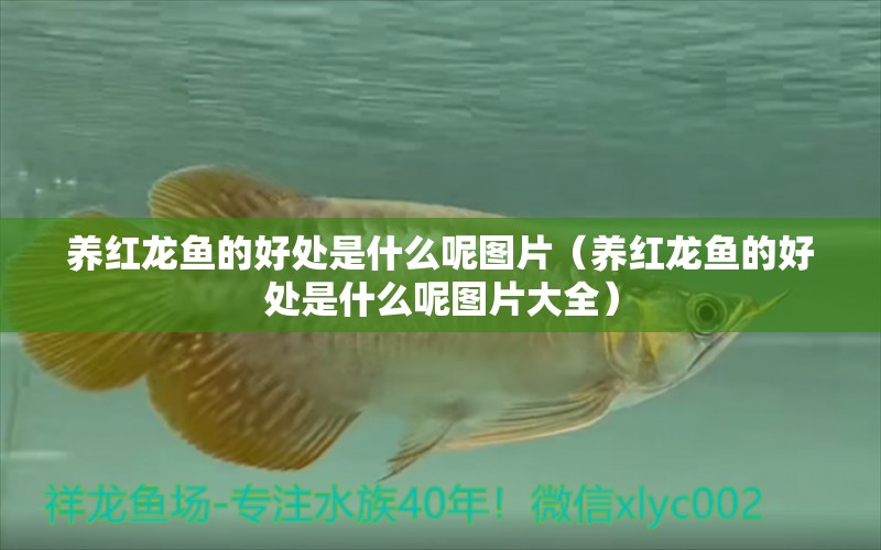 養(yǎng)紅龍魚的好處是什么呢圖片（養(yǎng)紅龍魚的好處是什么呢圖片大全）