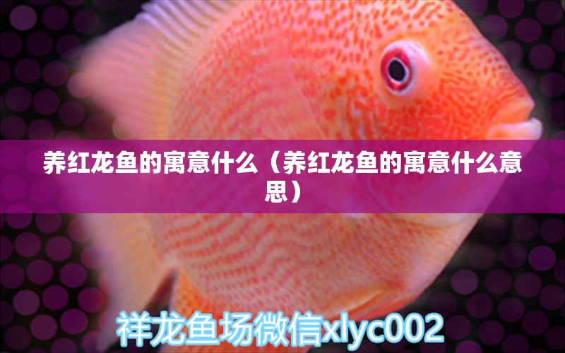 養(yǎng)紅龍魚的寓意什么（養(yǎng)紅龍魚的寓意什么意思）