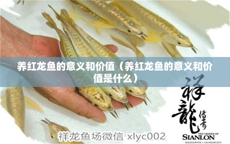 養(yǎng)紅龍魚的意義和價值（養(yǎng)紅龍魚的意義和價值是什么）