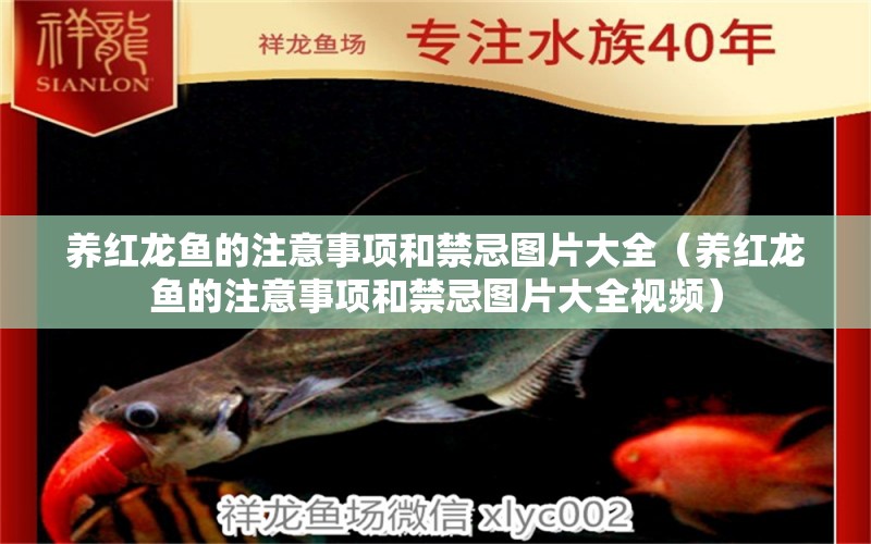 養(yǎng)紅龍魚的注意事項(xiàng)和禁忌圖片大全（養(yǎng)紅龍魚的注意事項(xiàng)和禁忌圖片大全視頻） 龍魚百科