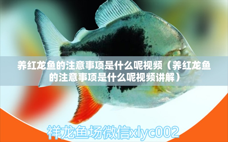 養(yǎng)紅龍魚的注意事項(xiàng)是什么呢視頻（養(yǎng)紅龍魚的注意事項(xiàng)是什么呢視頻講解） 龍魚百科