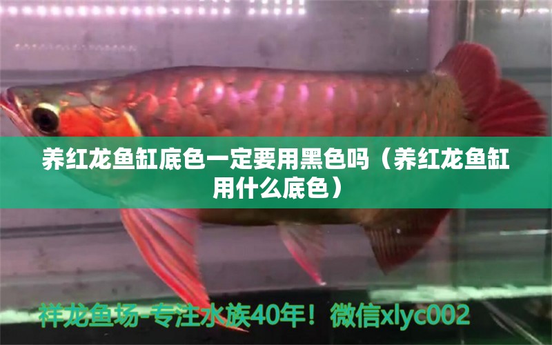 養(yǎng)紅龍魚(yú)缸底色一定要用黑色嗎（養(yǎng)紅龍魚(yú)缸用什么底色） 印尼紅龍魚(yú)