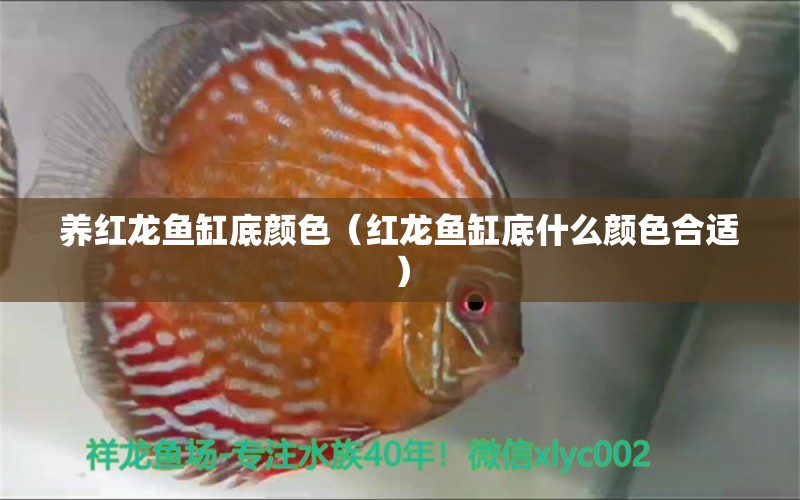 養(yǎng)紅龍魚缸底顏色（紅龍魚缸底什么顏色合適）