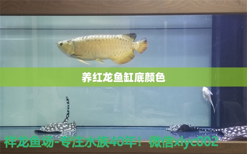 養(yǎng)紅龍魚缸底顏色