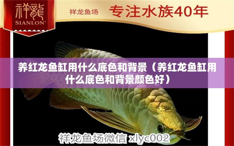 養(yǎng)紅龍魚缸用什么底色和背景（養(yǎng)紅龍魚缸用什么底色和背景顏色好）