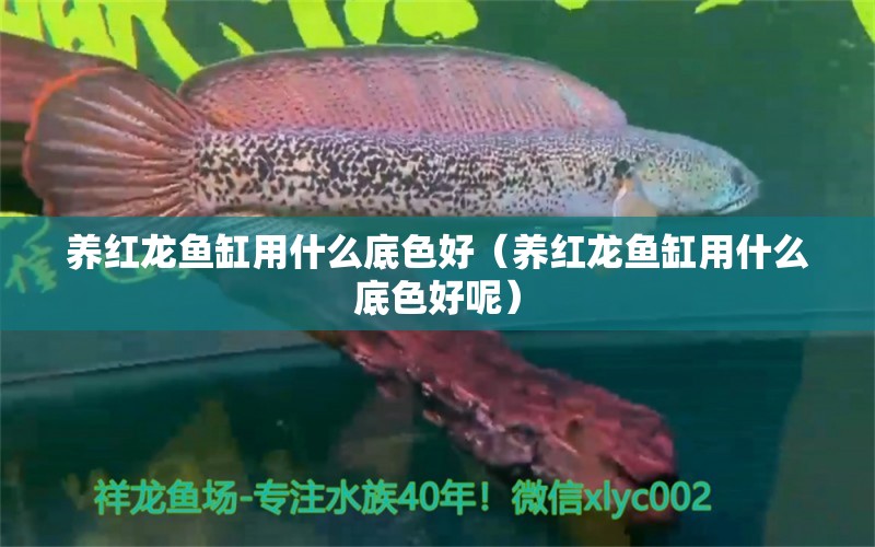 養(yǎng)紅龍魚缸用什么底色好（養(yǎng)紅龍魚缸用什么底色好呢） 印尼紅龍魚